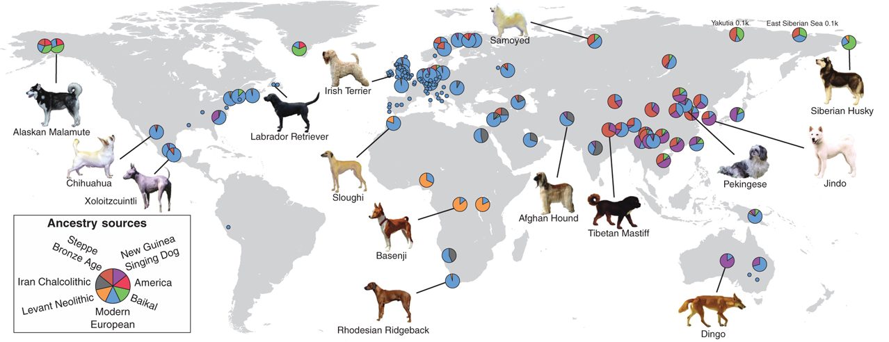 I cani di oggi derivano da cani antenati vissuti intorno a 11.000 anni fa ©Bergström, A., Frantz, L., Schmidt, R., Ersmark, E., Lebrasseur, O., Girdland–Flink, L., … & Skoglund, P. (2020). Origins and genetic legacy of prehistoric dogs. Science, 370(6516), 557–564.
