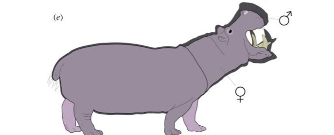 Differenza nelle dimensioni tra maschio e femmina nell’ippopotamo comune ©Shannon, G., Sadler, P., Smith, J., Roylance–Casson, E., & Cordes, L. S. (2021). Contrasting selection pressure on body and weapon size in a polygynous megaherbivore. Biology letters, 17(10), 20210368.
