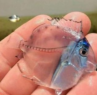 Avannotto di pesce chirurgo ©Kevin Mattson