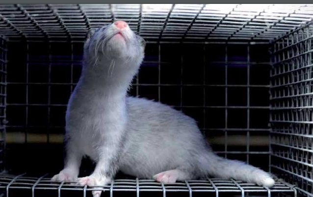 Il visone di un allevamento di animali da pelliccia (credits:@LAV)