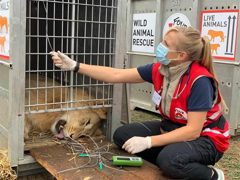 Anestetizzati per il trasporto dal tem di Four Paws, ora i leoni sono in salvo nei Paesi Bassi (credits:FourPaws)