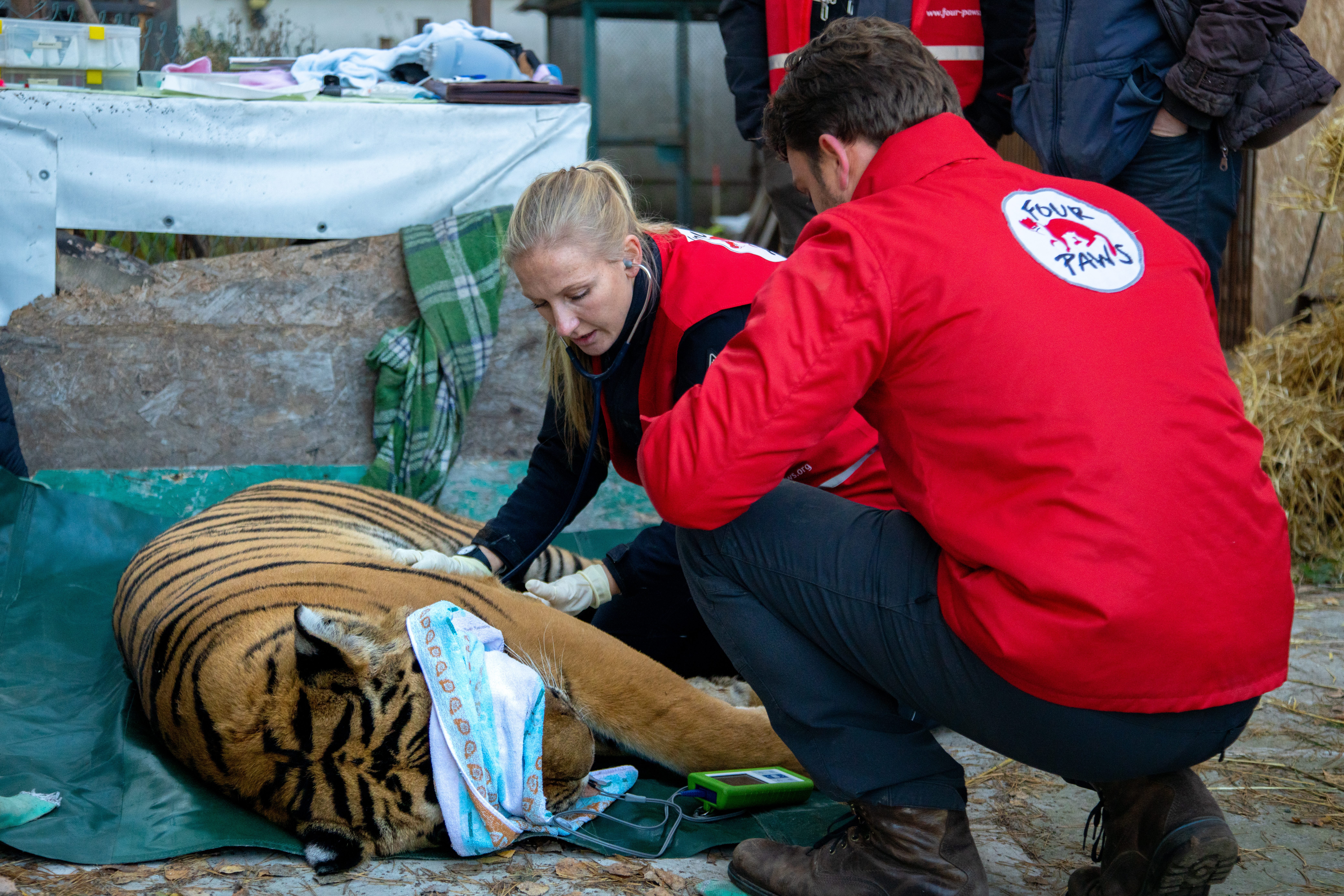 La tigre visitata dalla veterinaria per constatarne lo stato di salute prima de trasferimento nei Paesi Bassi (credits:@FourPaws)