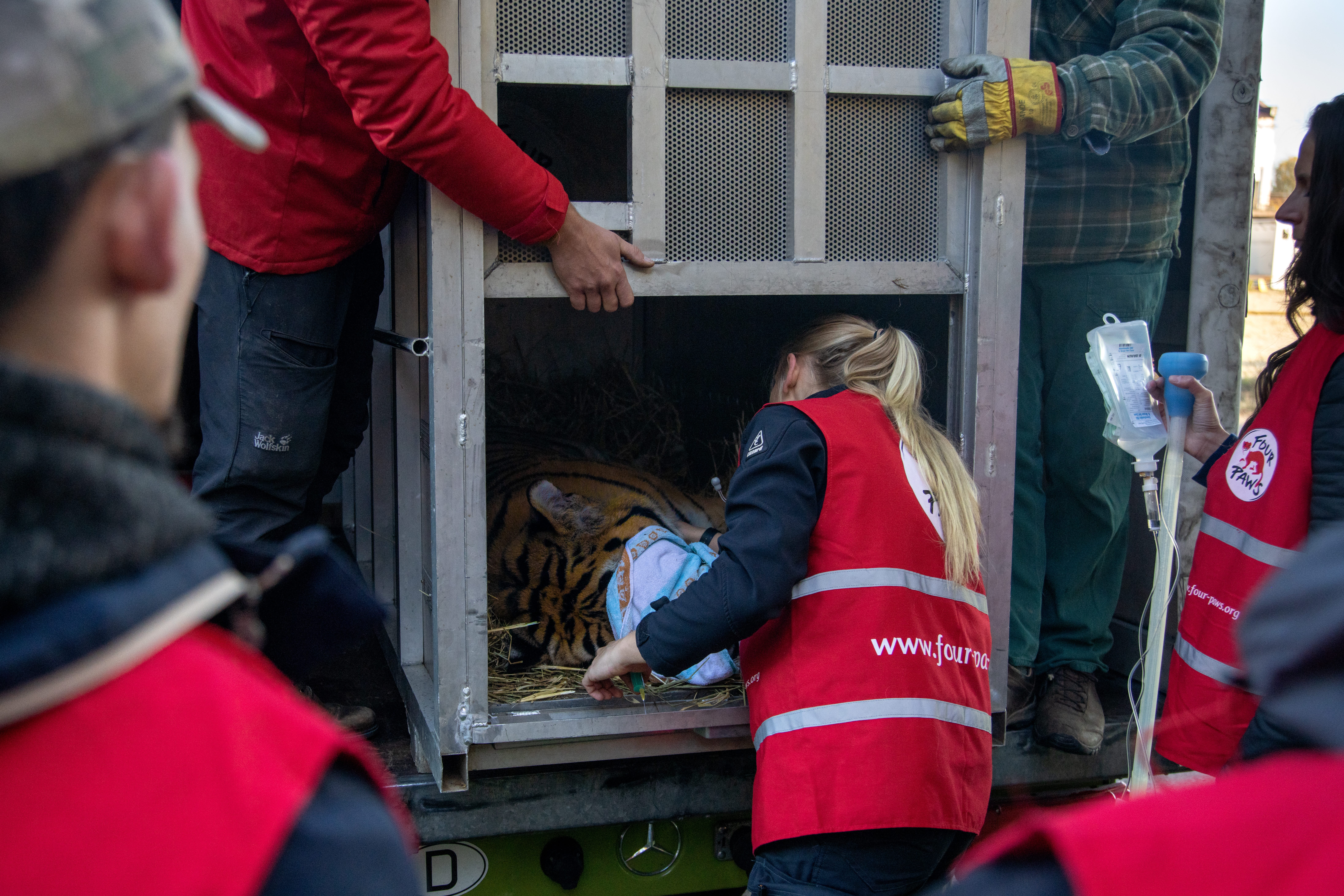 I veterinari di Four Paws utilizzano una cassa per il trasporto di Tsezar appositamente realizzata (credits:@FourPaws)