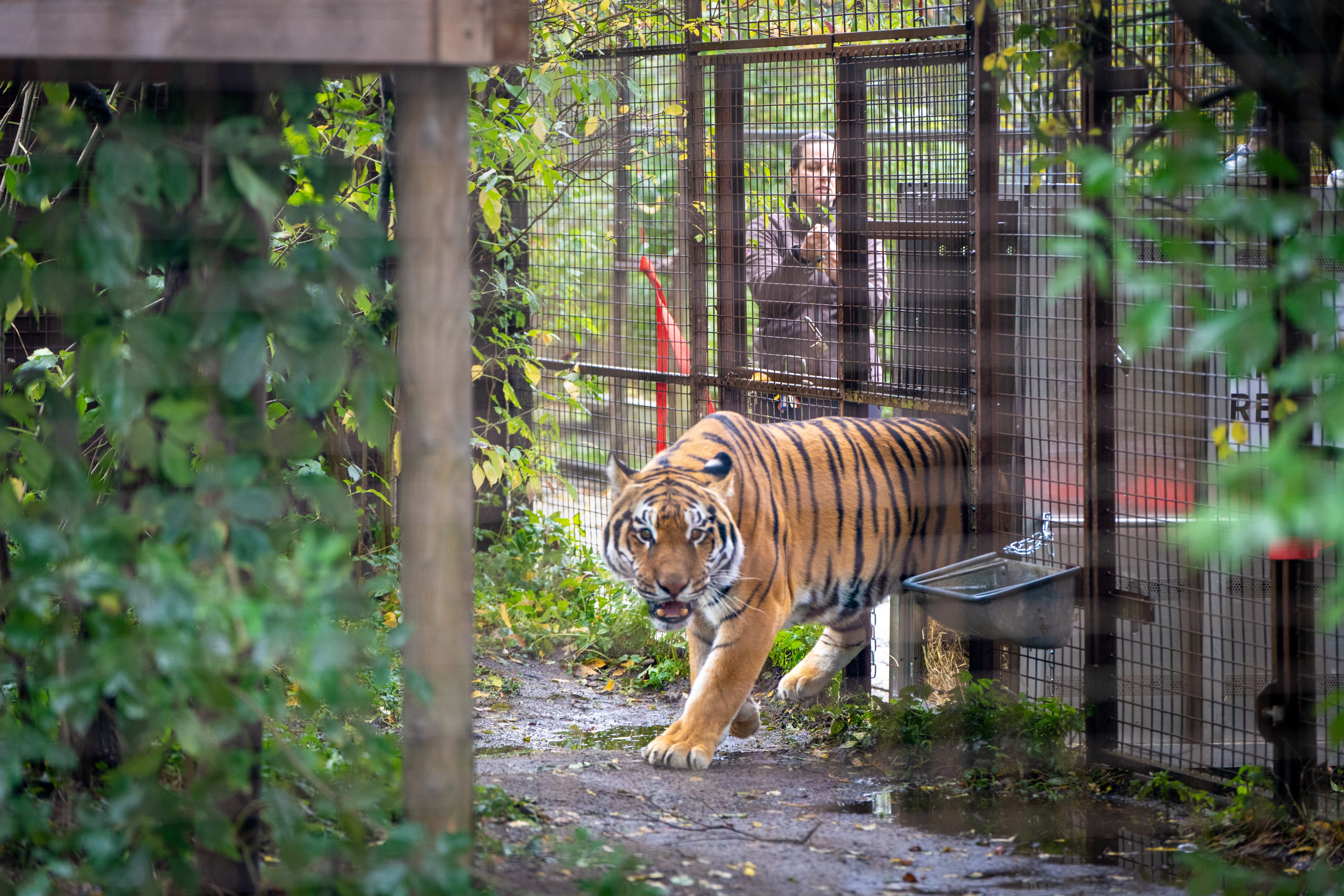 Tsezar nella sua nuova casa: il Felida Cat Sanctuary nei Paesi Bassi (credits:@FourPaws)