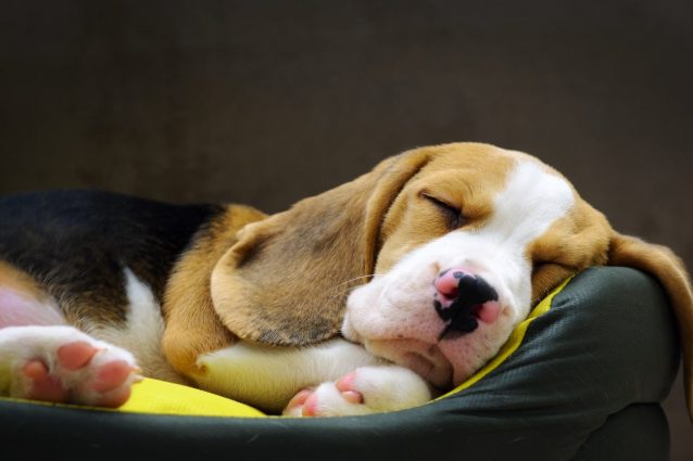 perché i cani dormono acciambellati