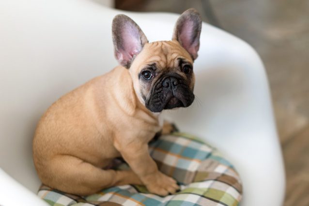 perché il cane fa le puzzette