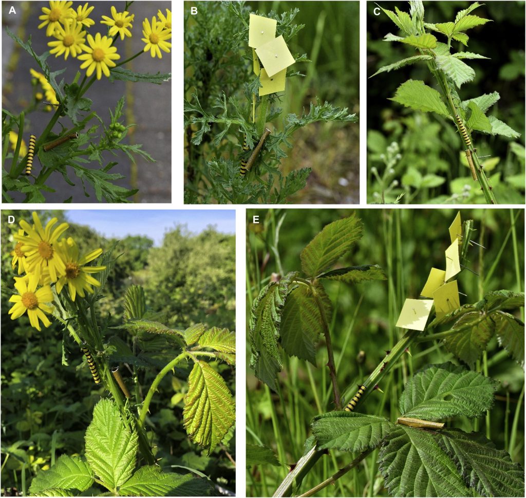 Foto dei vari test effettuati con bruchi finti vistosi e non su piante di senecio e rovo. McLellan et al., 2021