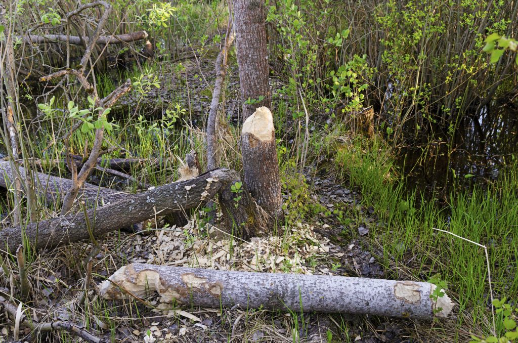 Abbattendo alberi e costruendo dighe, i castori possono completamente stravolgere il paesaggio e alterare il corso dei fiumi