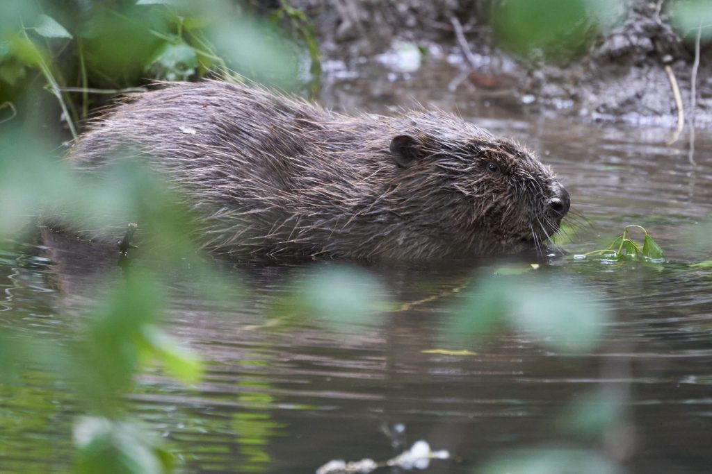 Un castoro europeo fotografato in Svizzera