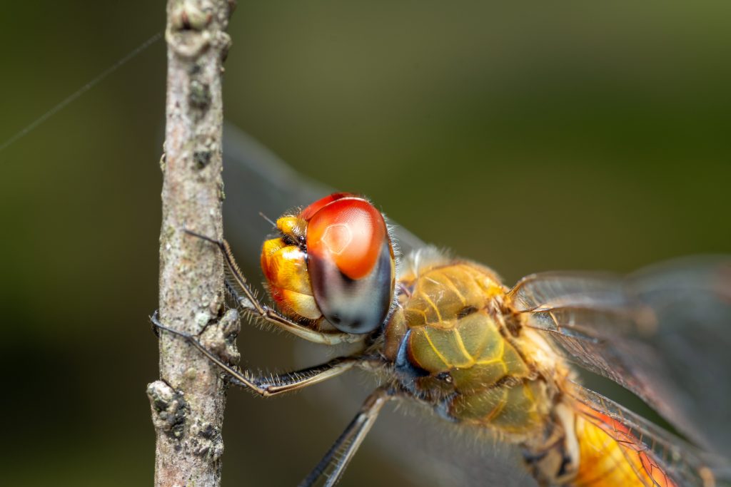 Primo piano di una libellula frecciaerrante (Pantala flavescens)