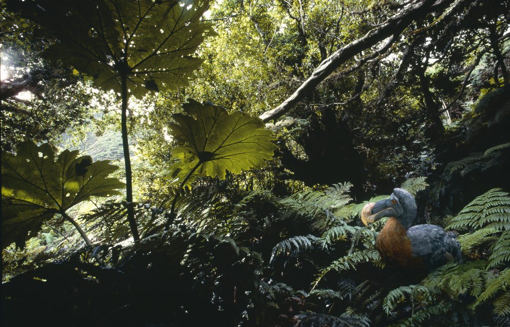 Una ricostruzione del dodo nel suo habitat naturale