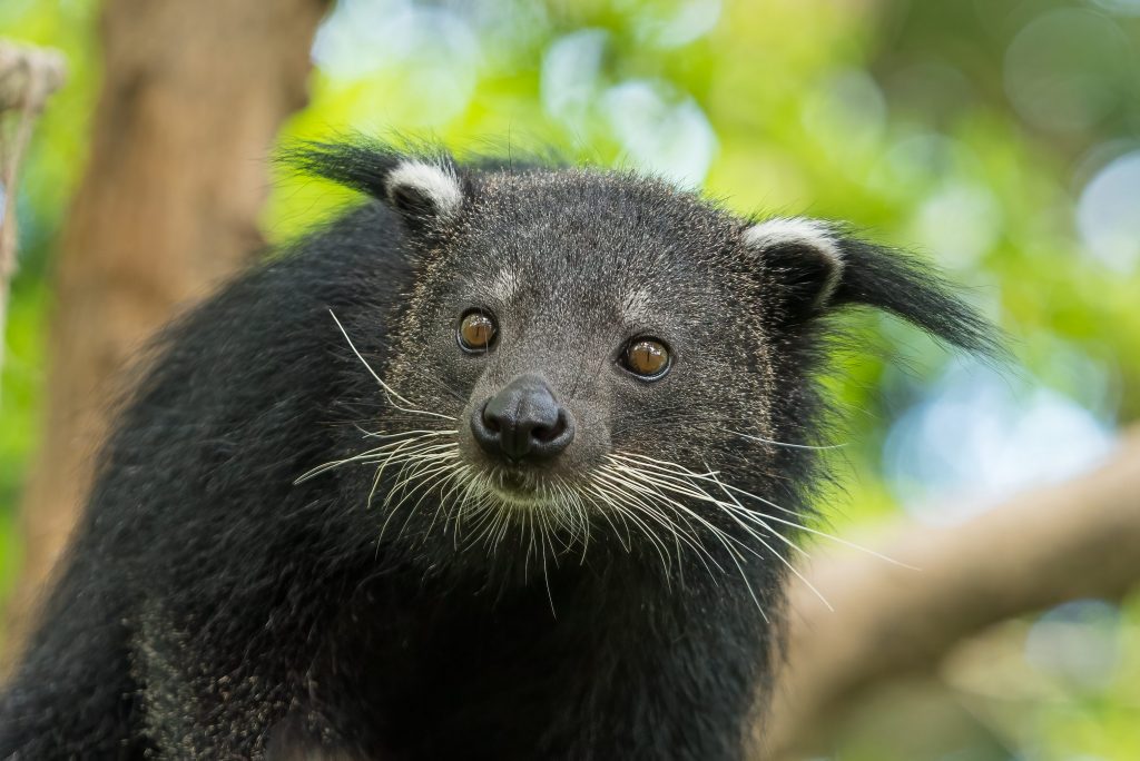 Il binturong e gli altri viverridi hanno abitudini alimentari leggermente differenti, questo consente loro di essere attivi tutti di notte