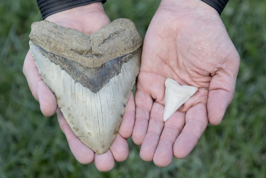 Un dente fossile di megalodonte (Asinistra) comparato a quello di uno squalo bianco