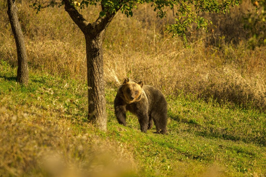 Più piccolo del cugino che vive nel resto d’Europa, quello marsicano è la sottospecie di orso bruno più minacciata d’Europa