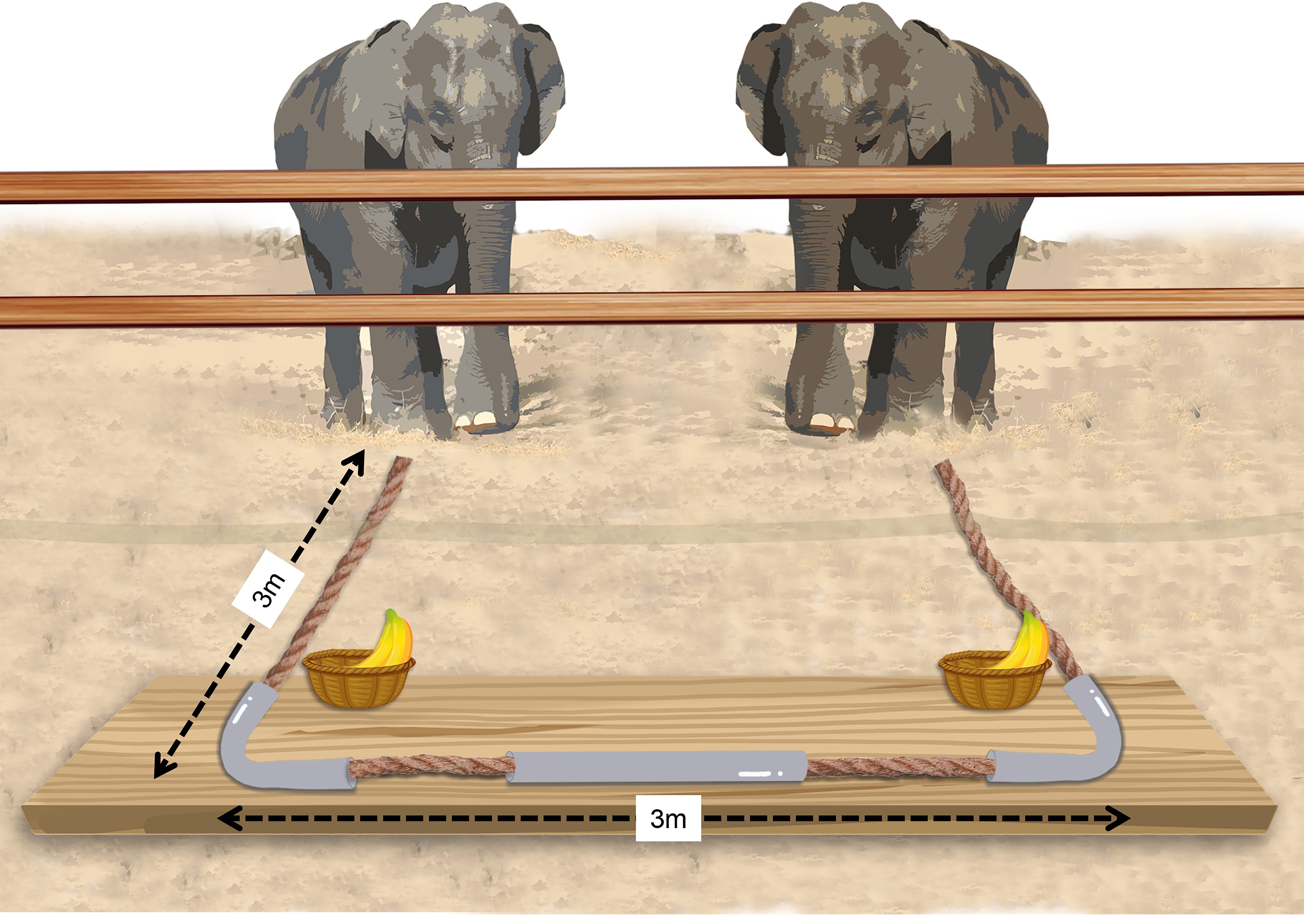 Compito con paradigma cooperativo in cui due elefanti devono tirare insieme le due estremità di una corda per raggiungere il cibo ©Li L–L, Plotnik JM, Xia S–W, Meaux E, Quan R–C (2021) Cooperating elephants mitigate competition until the stakes get too high. PLoS Biol 19(9): e3001391.