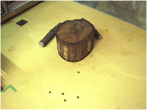 Materiale fornito agli oranghi: ceppo di legno con funzione di incudine, due tronchi con funzione di martello e noci di macadamia sparse sul pavimento ©Bandini, E., Grossmann, J., Funk, M., Albiach‐Serrano, A., & Tennie, C. (2021). Naïve orangutans (Pongo abelii and Pongo pygmaeus) individually acquire nut‐cracking using hammer tools. American Journal of Primatology, e23304.