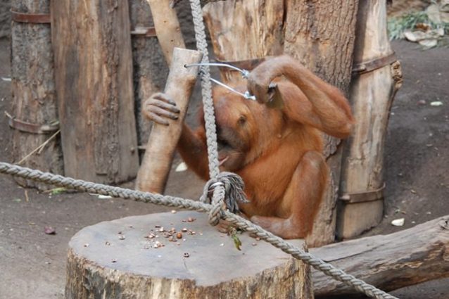 ©Bandini, E., Grossmann, J., Funk, M., Albiach‐Serrano, A., & Tennie, C. (2021). Naïve orangutans (Pongo abelii and Pongo pygmaeus) individually acquire nut‐cracking using hammer tools. American Journal of Primatology, e23304.