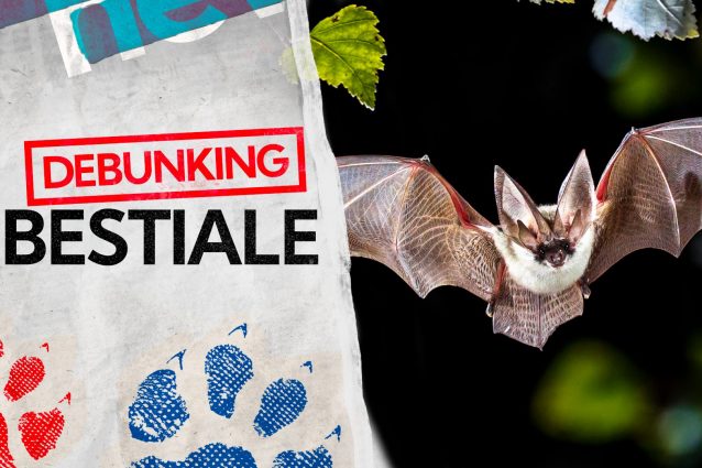 pipistrello nei capelli, foto copertina | Kodami