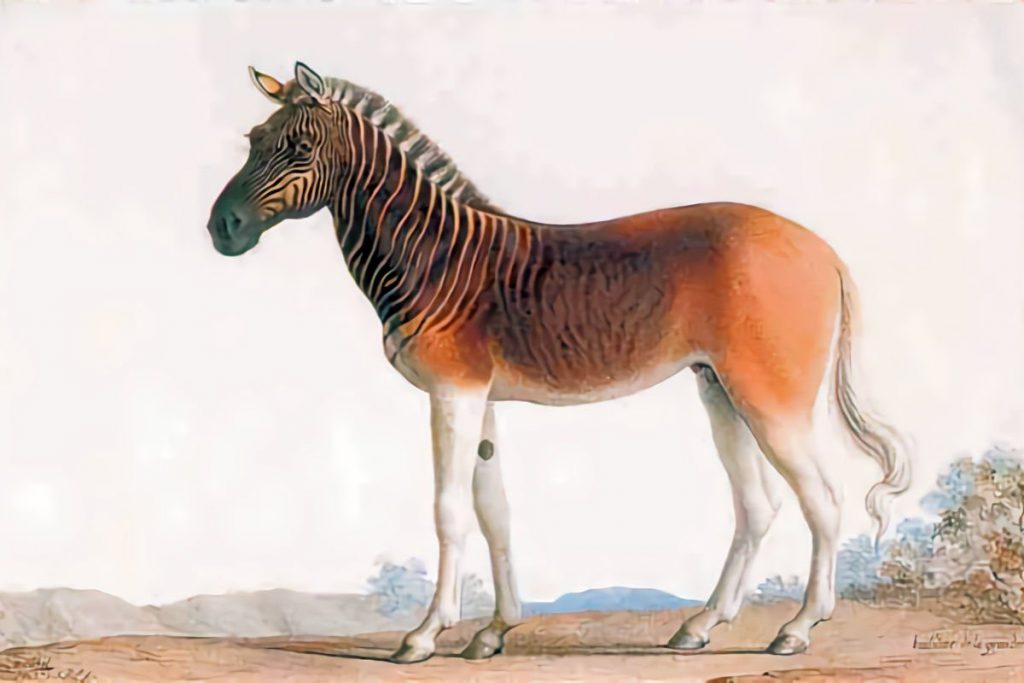 Dipinto del 1793 realizzato da Nicolas Maréchal che raffigura il quagga del serraglio di Luigi XVI a Versailles