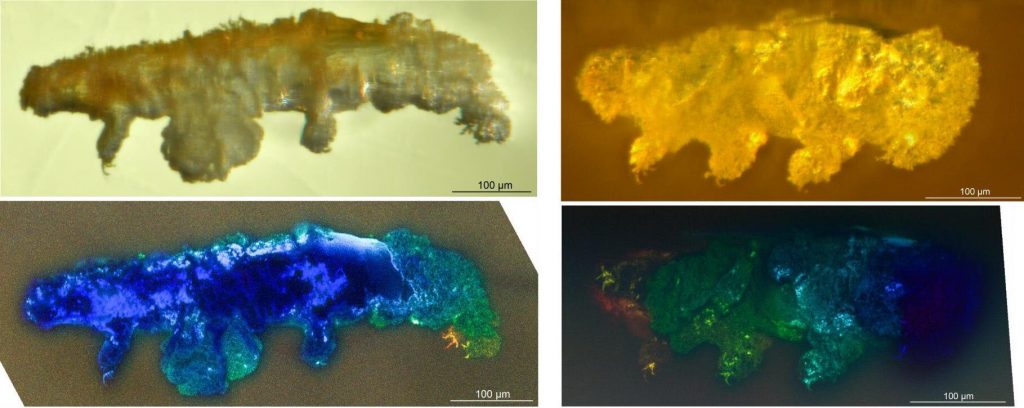 Immagine laterale (a sinistra) e ventrale (a destra) di Paradoryphoribius chronocaribbeus. In alto il campione osservato con stereomicroscopio, in basso con autofluorescenza al microscopio laser confocale. Mapalo et al., 2021