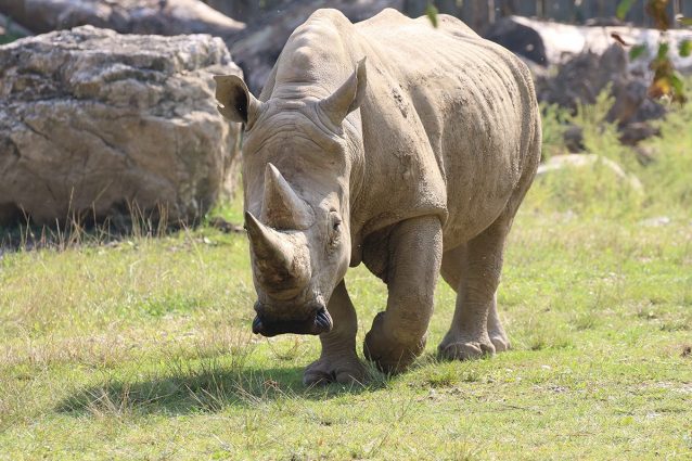 Toby, il rinoceronte bianco meridionale morto il 6 ottobre 2021 ©Parco Natura Viva