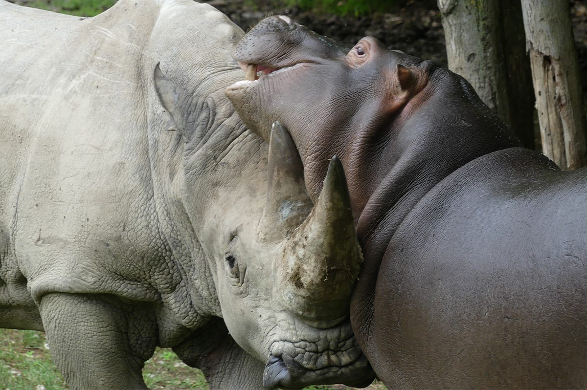 Toby insieme ad un ippopotami ©Parco Natura Viva