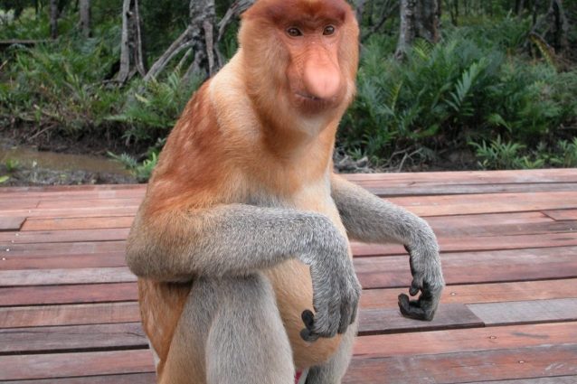 Una scimmia proboscide che vive nel santuario di Labuk Bay fondato dai fratelli Lee nel 2000 (credits:@Labuk Bay Proboscis Monkey Sanctuary)