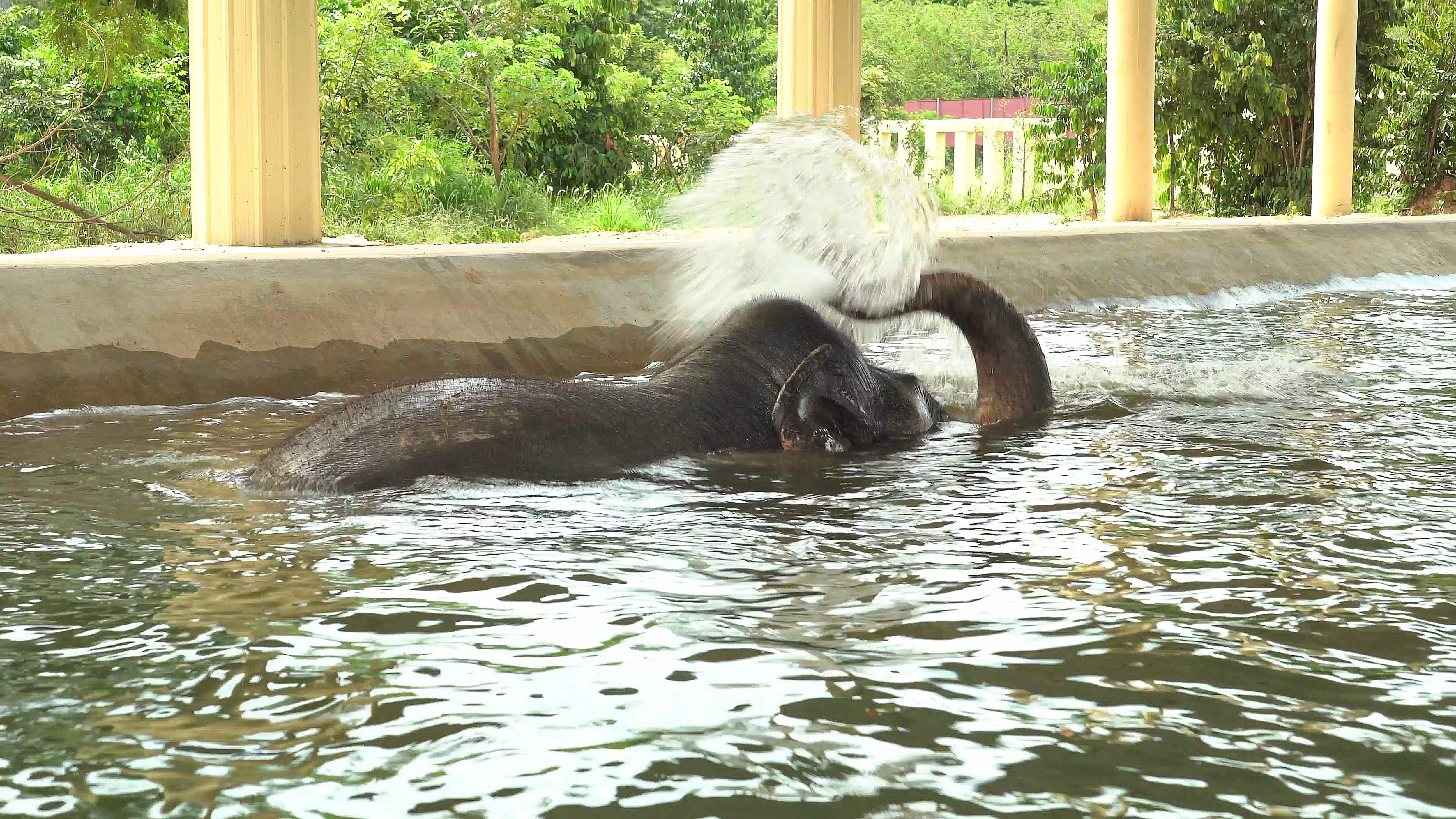 Kaavan fa il bagno nella piscina al Cambodia Wildlife Sanctuary dove vive da novembre 2020 (credits:@FourPaws)