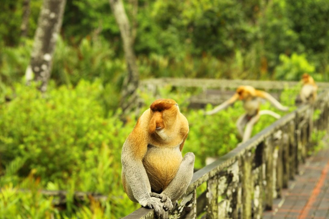 Le scimmie sono libere di girare liberamente per tutta l’area del santuario. (credits:@Labuk Bay Proboscis Monkey) Sanctuary