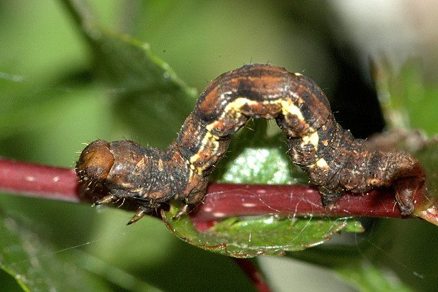 Larva di Ectropis crepuscularia (Lepidoptera: Geometridae).