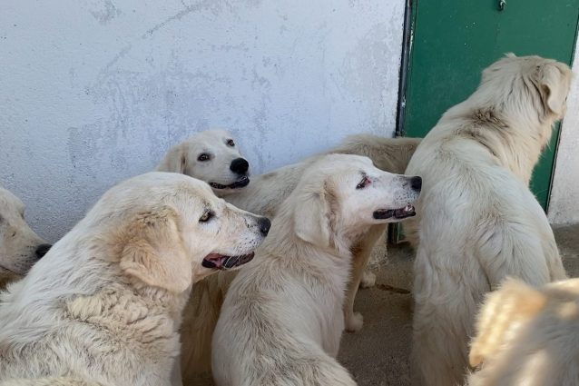 I cani di Satriano (foto esclusiva di Kodami)
