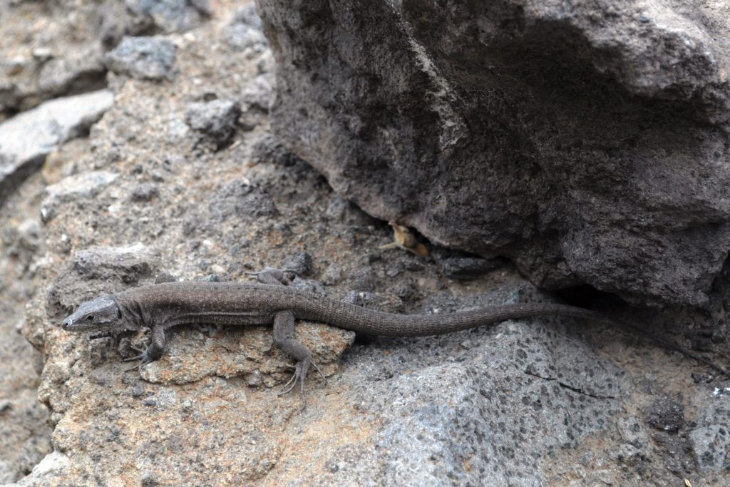 Una lucertola delle Eolie fotografata a La Canna, sull’isola di Filicudi. Foto di Federico Muciaccia
