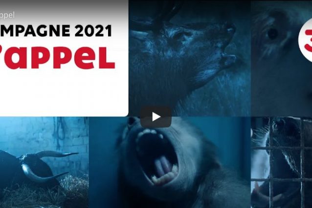 Video abbandono animali
