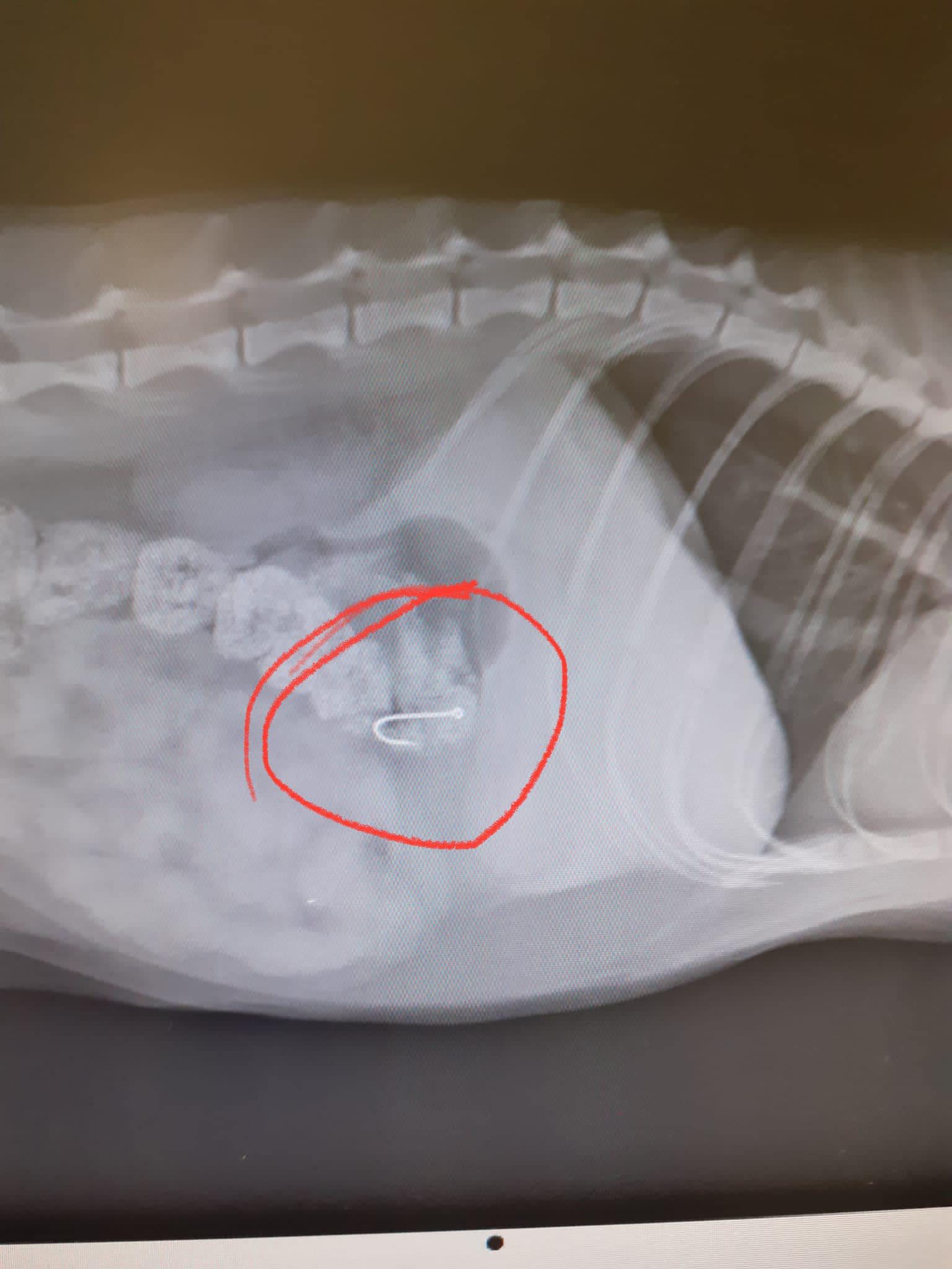 Credit Facebook Susanna Gattiva – La radiografia di White