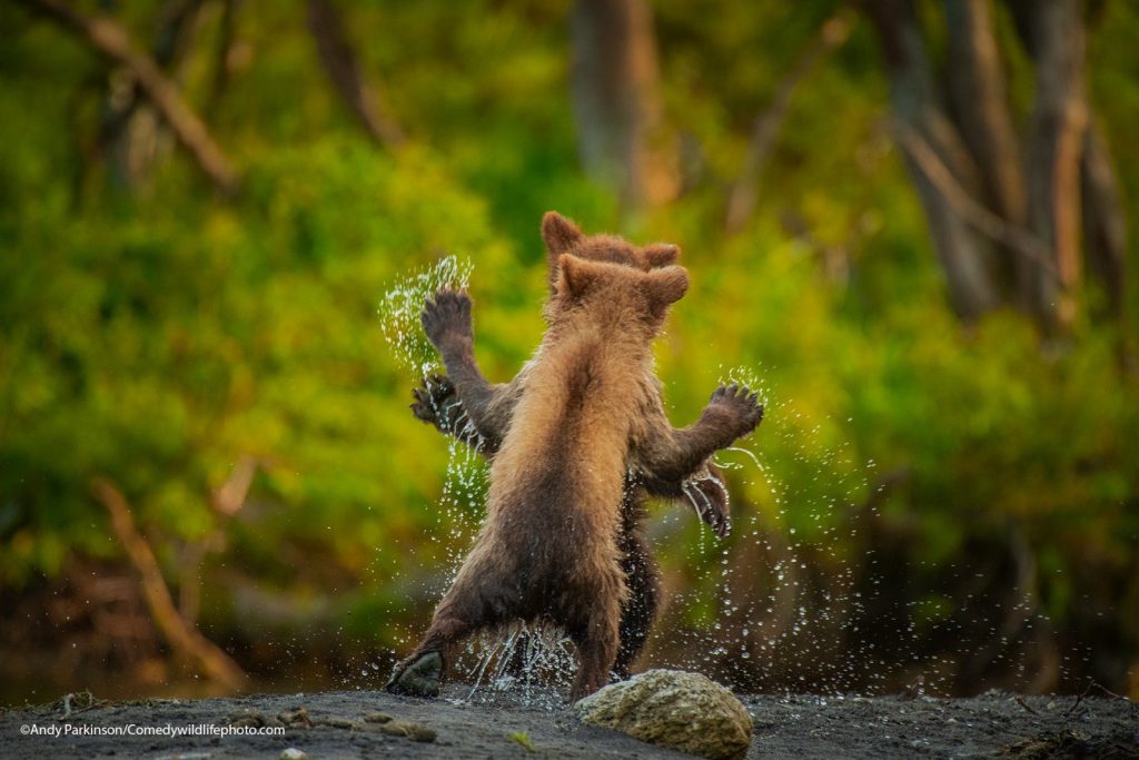 © Andy Parkinson/Comedy Wildlife Photography Awards 2021