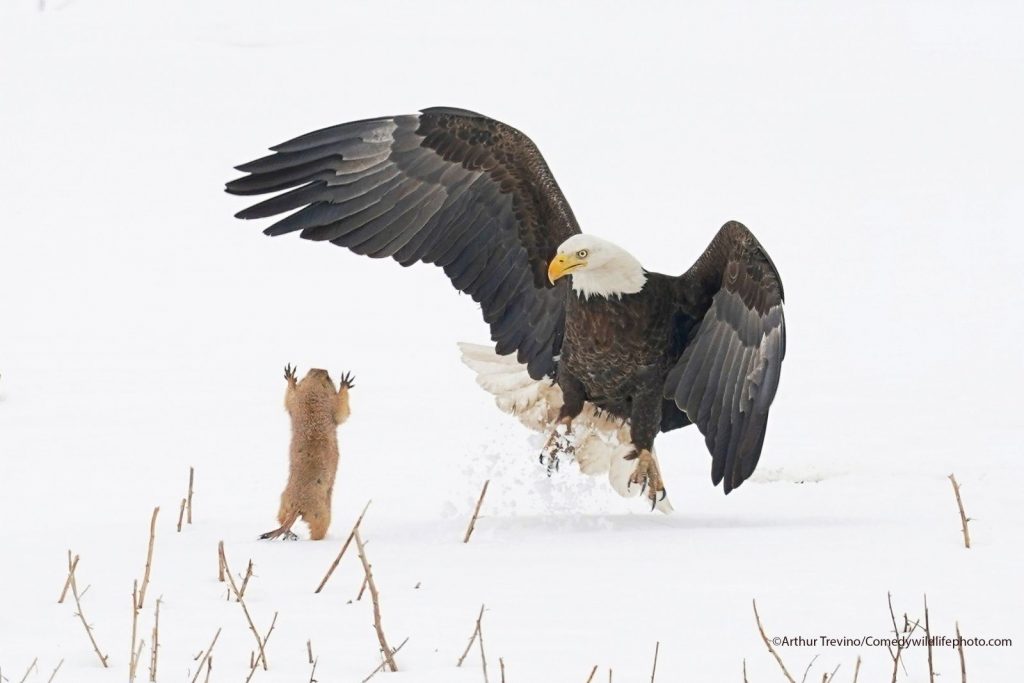 © Arthur Trevino/Comedy Wildlife Photography Awards 2021