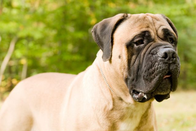 bullmastiff