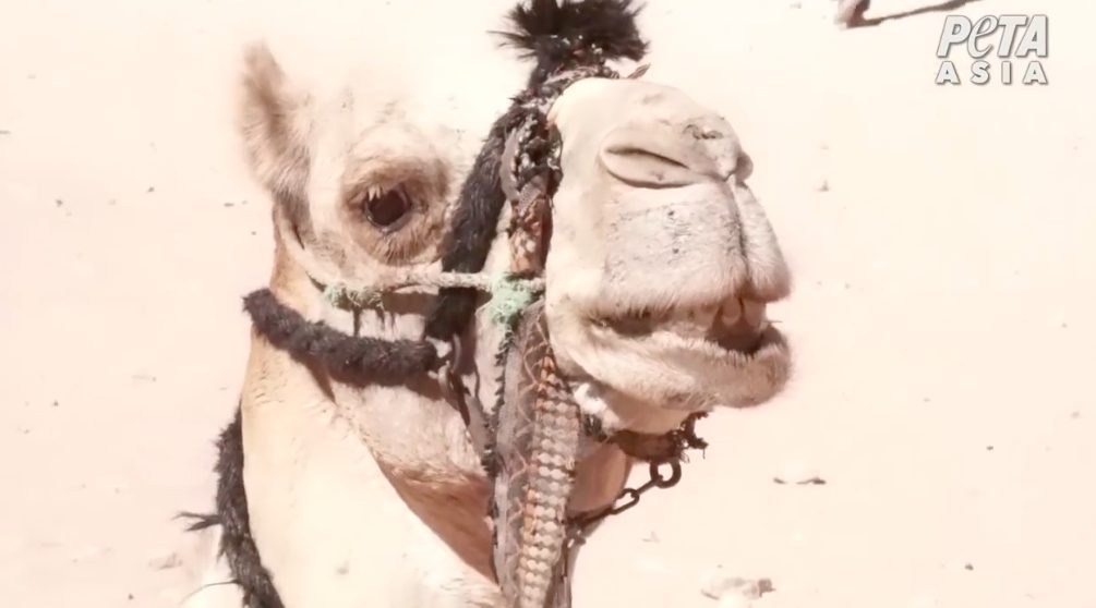 Un cammello sofferente a Petra in un frame della video inchiesta di Peta