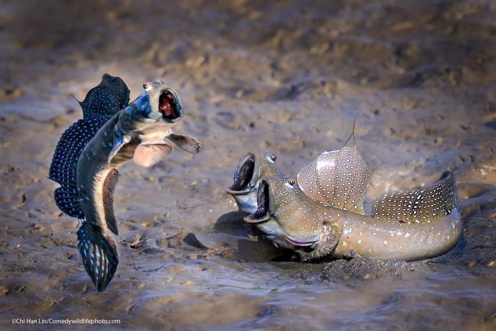 © Chu han lin/Comedy Wildlife Photography Awards 2021