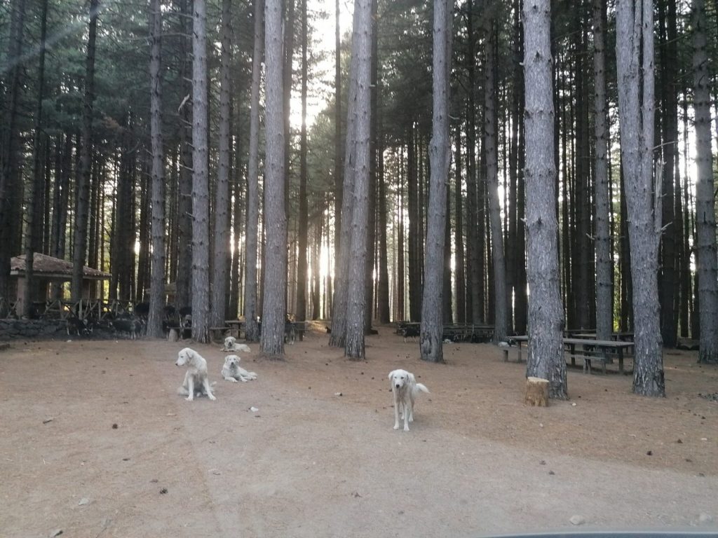 I cani della pineta in una foto precedente all'aggressione