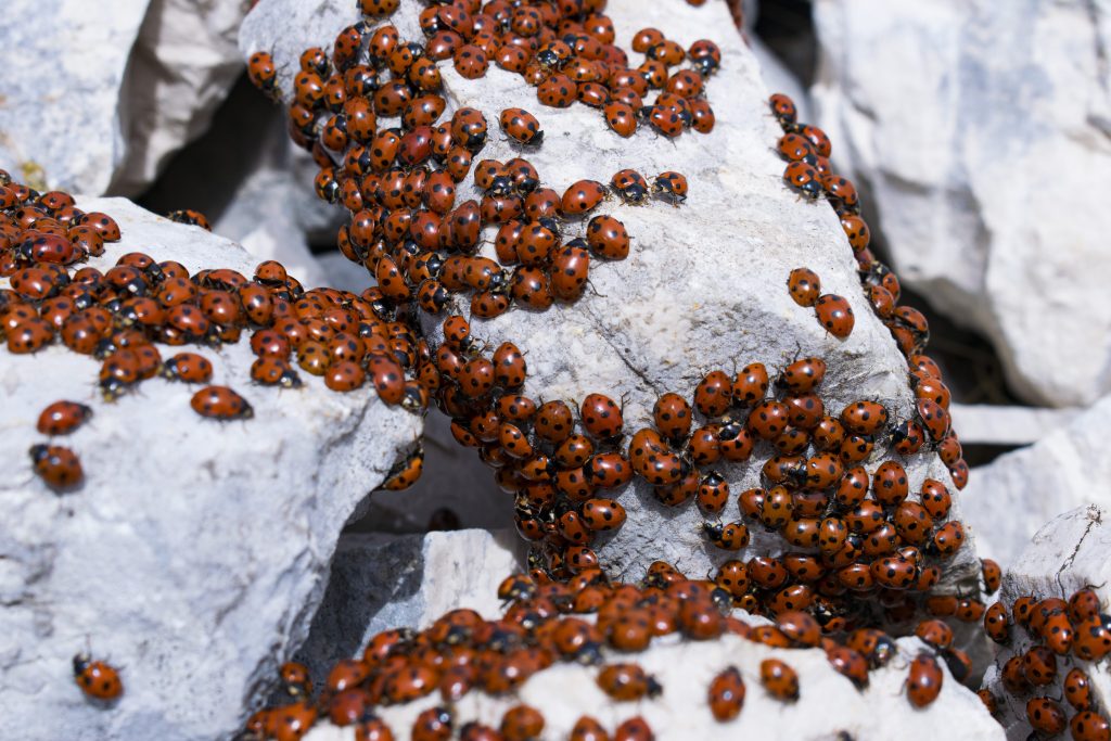 Quando fa freddo le coccinelle si riparano in grandi gruppi, anche nelle nostre case