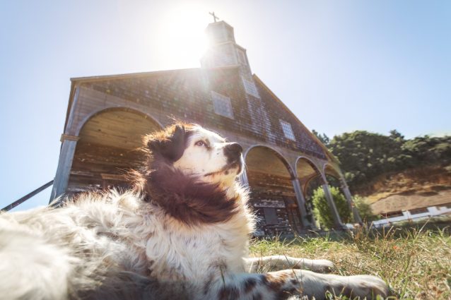 I cani possono entrare in chiesa?