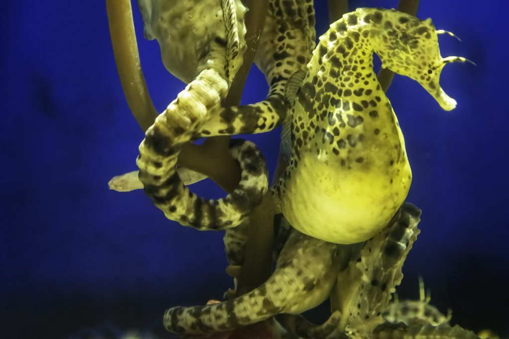 Animali ovovivipari caratteristiche ed elenco delle specie Animali ovovivipari caratteristiche ed elenco delle specie