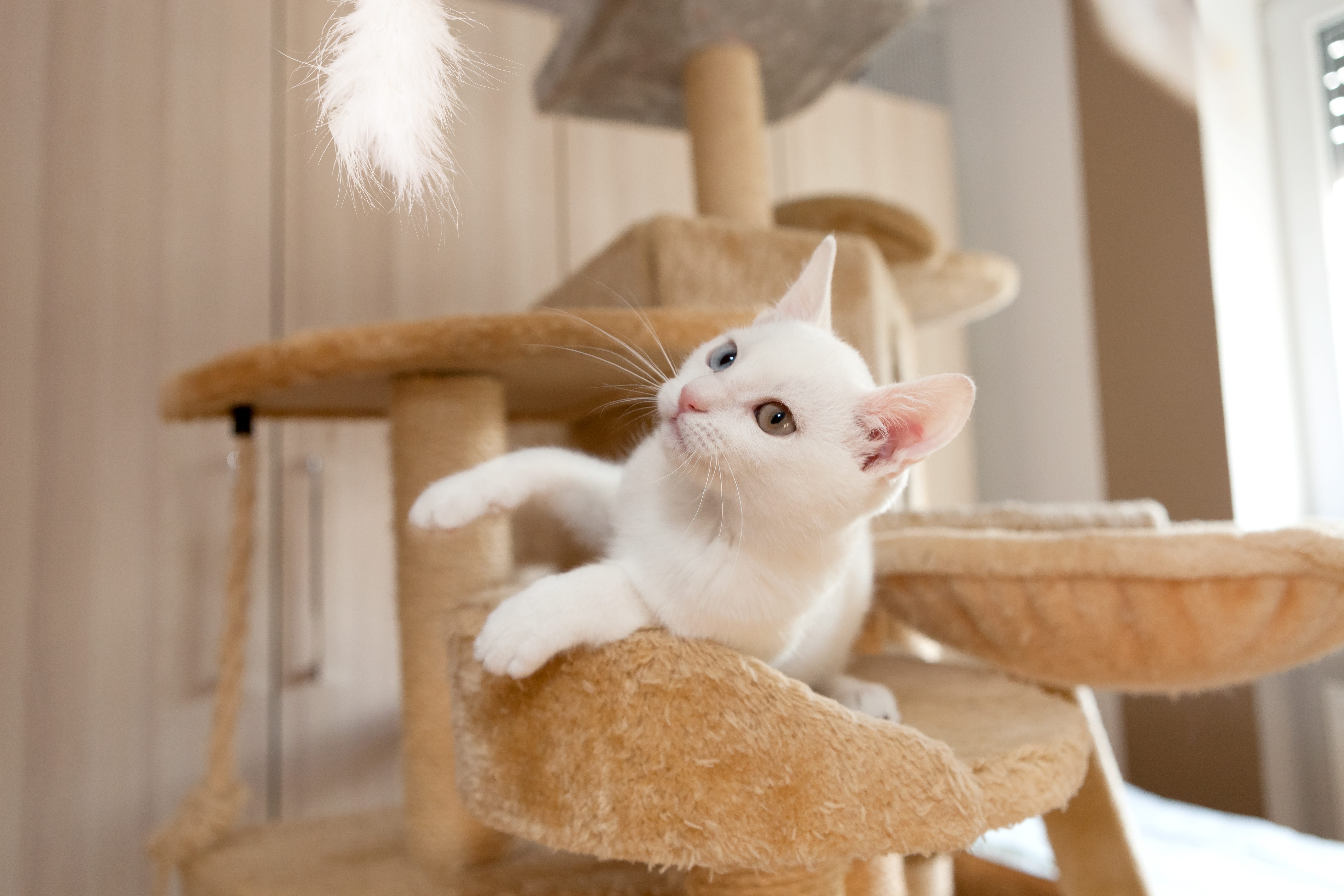 vivere con un gatto