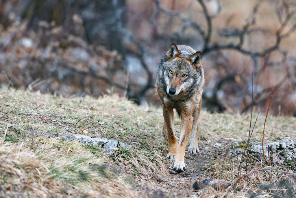 Un lupo appenninico in Abruzzo