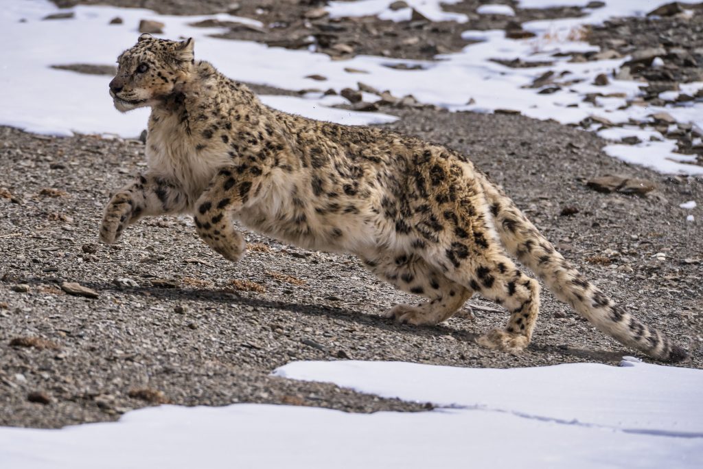 Un leopardo delle nevi a caccia tra le vette dell’Himalaya