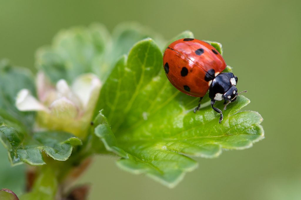 1, 2, 3… 7 puntini neri. Ecco come riconoscere la coccinella comune (Coccinella septempunctata)