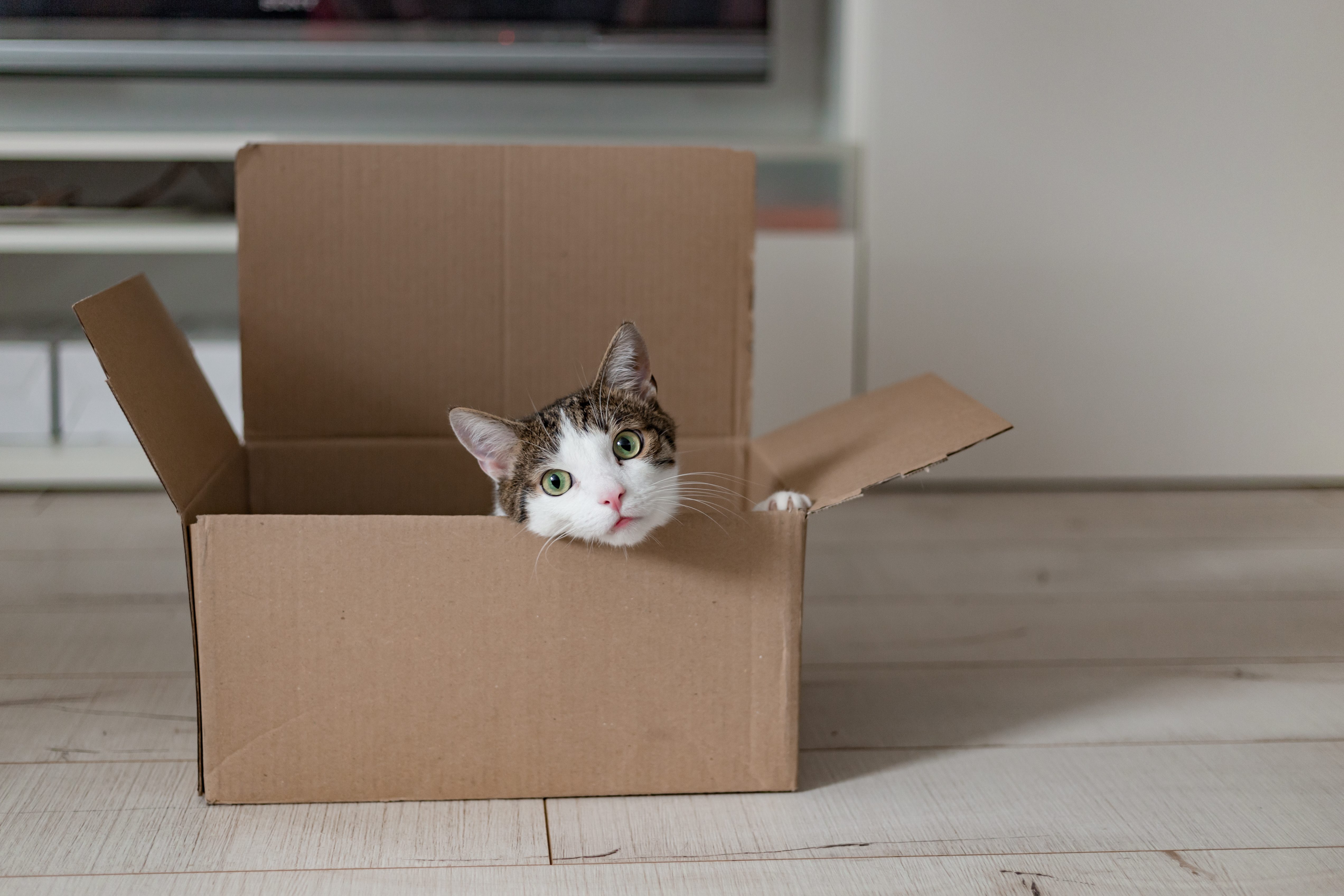 vivere con un gatto