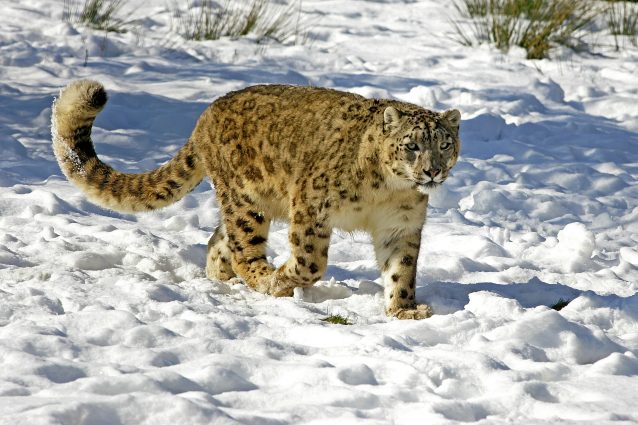 leopardo delle nevi