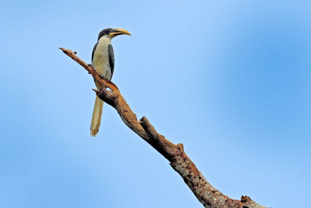 Il bucero grigio dello Sri Lanka (Ocyceros gingalensis) vive esclusivamente sull’isola a sud dell’India